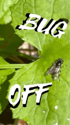 A Picture Of A Fly On A Green Leaf That Says Bug Off
