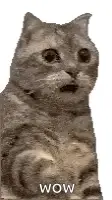 A Cat With A Surprised Look On Its Face Is Sitting Down With Its Mouth Open And Says Wow .