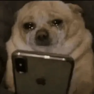 A Dog Is Crying While Looking At An Iphone