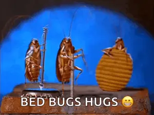 A Group Of Cockroaches Standing Next To Each Other With The Words Bed Bugs Hugs