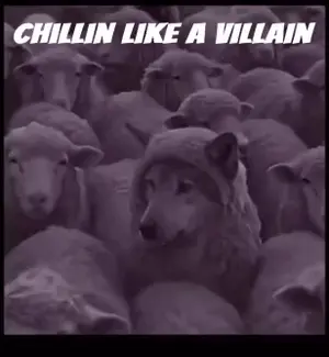 A Group Of Sheep With The Words Chillin Like A Villain
