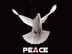 A White Dove Is Flying In The Air With Its Wings Outstretched And The Word Peace Written On The Bottom .