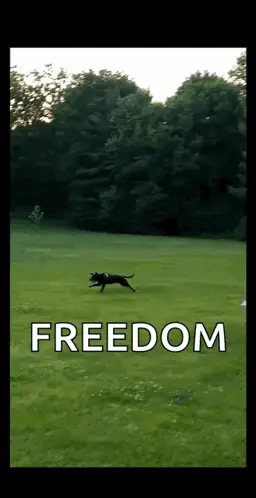 A Dog Is Running Through A Grassy Field With The Word Freedom Written On The Bottom