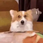 A Brown And White Corgi Dog Is Sitting In A Cardboard Box .