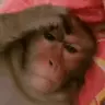 A Close Up Of A Monkey Laying On A Bed With A Red Blanket .