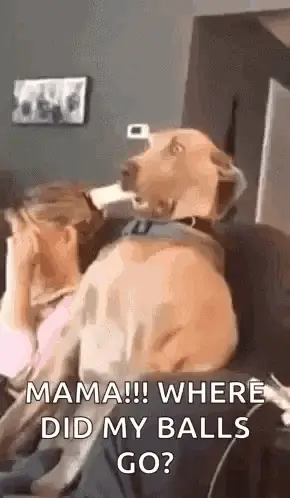 A Dog Is Sitting On A Couch Looking At A Woman .