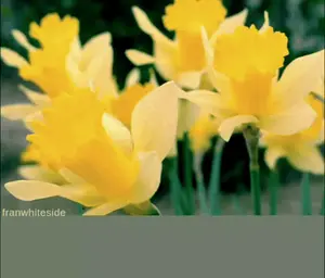 A Bunch Of Yellow And White Flowers With The Word Whiteside Below Them