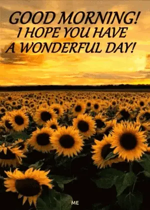 A Field Of Sunflowers With The Words `` Good Morning ! I Hope You Have A Wonderful Day ! ``