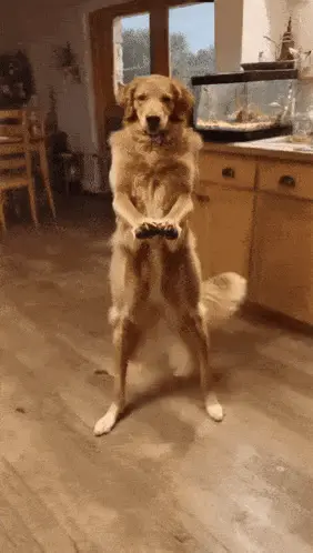A Dog Standing On Its Hind Legs Holding A Remote Control