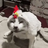 A Cat Is Wearing A White Chicken Costume With A Red And Yellow Rooster On Its Head