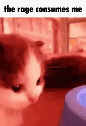 A Cat Is Looking At A Blue Object In A Red Room .