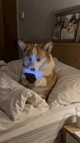 A Dog Is Laying On A Bed Looking At A Phone