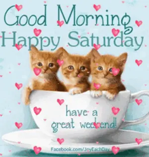 Three Kittens In A Cup With The Words Good Morning Happy Saturday Have A Great Weekend On The Bottom