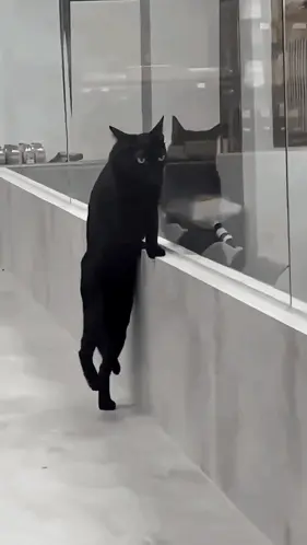 A Black Cat Is Standing On Its Hind Legs On A Wall