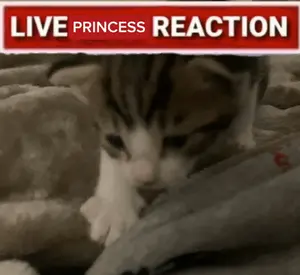 A Picture Of A Kitten With A Live Princess Reaction Sign Above It