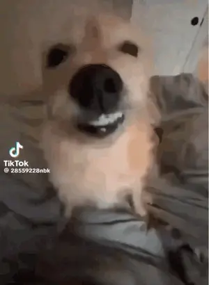 A Dog Laying On A Bed With A Tiktok Watermark