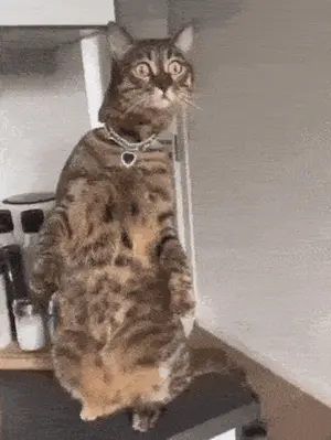 A Cat Is Standing On Its Hind Legs On A Counter