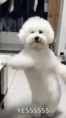 A Small White Dog Is Standing On Its Hind Legs And Looking At The Camera .