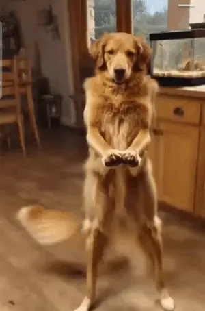 A Dog Is Standing On Its Hind Legs In Front Of An Aquarium
