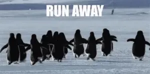 A Bunch Of Penguins Are Running In The Snow With The Words Run Away Behind Them