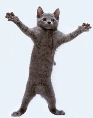A Gray Cat Is Standing On Its Hind Legs With Its Paws Up