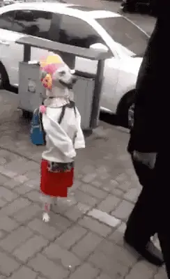 A Dog Wearing A Clown Costume And A Backpack Is Walking Down A Sidewalk .