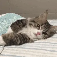 A Cat Is Laying On Its Back On A Bed With Its Tongue Out