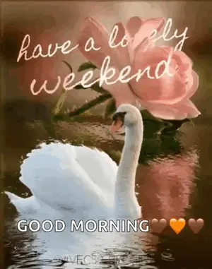 A White Swan Is Swimming In The Water Next To A Pink Rose And Says Have A Lovely Weekend Good Morning .