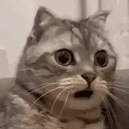 A Cat Is Sitting On A Couch With Its Mouth Open And Looking At The Camera .