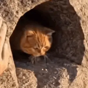 A Cat Is Sticking Its Head Out Of A Hole In A Rock Wall .