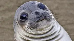 Awkward Moment Seal