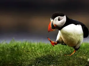 Unpopular opinion puffin